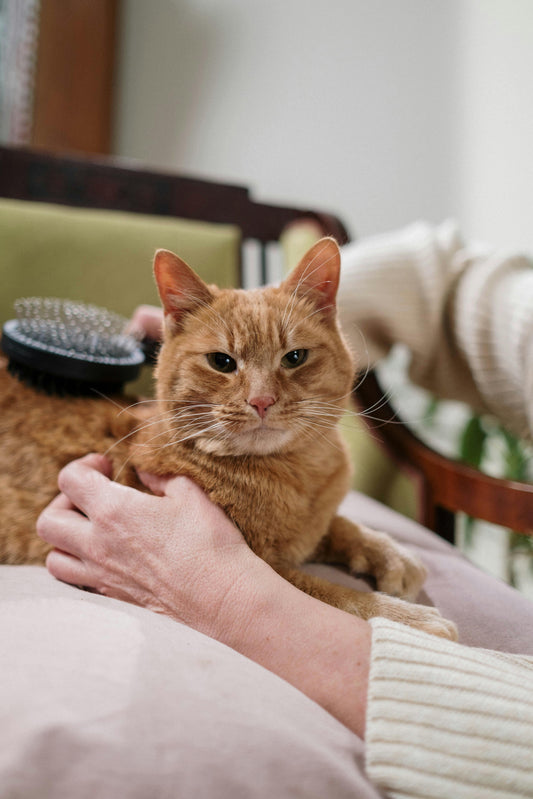 Pälsvård för katt – En viktig del av din katts hälsa och välmående